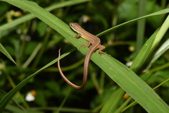 Takydromus luyeanus