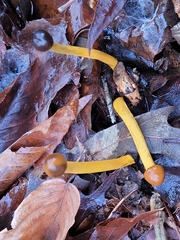 Tolypocladium longisegmentatum