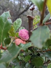 Andricus quercuscalifornicus