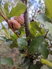 Andricus quercuscalifornicus