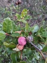 Andricus quercuscalifornicus