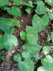 Scrobipalpula manierreorum