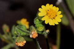 Trigonospermum annuum