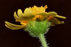 Trigonospermum annuum