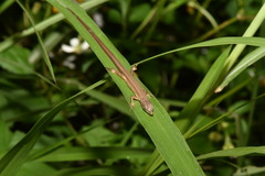 Takydromus luyeanus