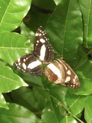 Phaedyma shepherdi