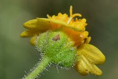 Trigonospermum annuum