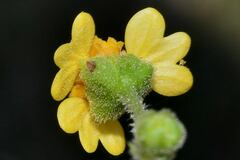 Trigonospermum annuum