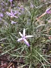 Lithotoma axillaris