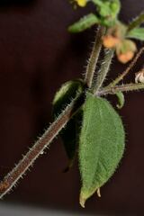 Trigonospermum annuum