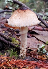 Lepiota magnispora