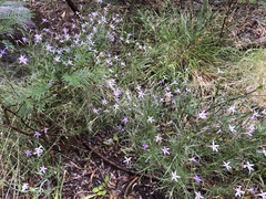 Lithotoma axillaris