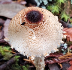 Lepiota magnispora