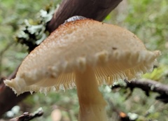 Lepiota magnispora