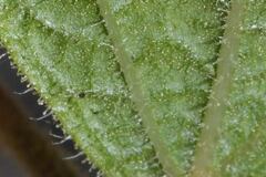 Trigonospermum annuum