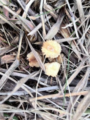 Xeromphalina cauticinalis