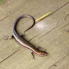 Pseudemoia entrecasteauxii