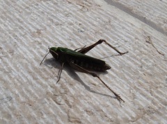 Omocestus