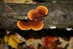 Gloeophyllum sepiarium