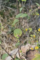Trigonospermum annuum