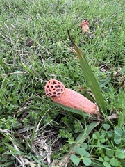 Lysurus periphragmoides