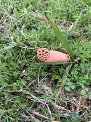 Lysurus periphragmoides