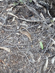 Cyclodomorphus casuarinae