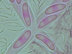 Propolis farinosa