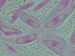 Propolis farinosa