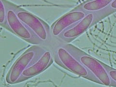 Propolis farinosa