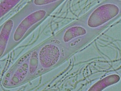 Propolis farinosa