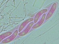 Propolis farinosa