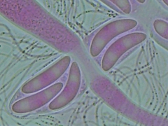 Propolis farinosa