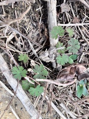 Geranium carolinianum