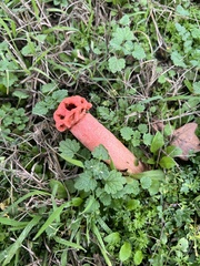 Lysurus periphragmoides