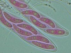 Propolis farinosa