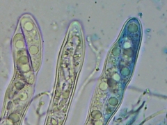 Propolis farinosa