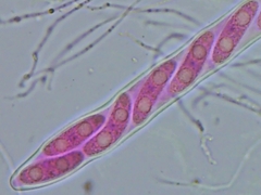 Propolis farinosa