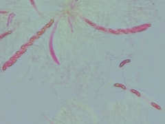 Propolis farinosa