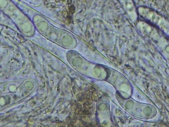 Propolis farinosa