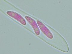 Propolis farinosa