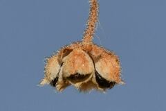 Trigonospermum annuum