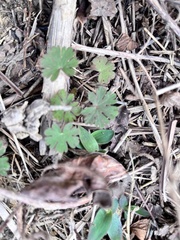 Geranium carolinianum