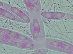 Propolis farinosa