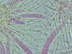 Propolis farinosa