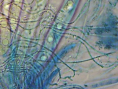 Propolis farinosa