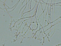 Propolis farinosa