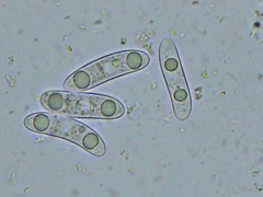 Propolis farinosa