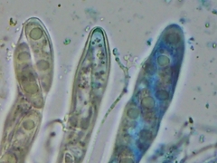 Propolis farinosa