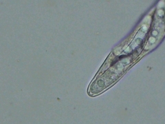 Propolis farinosa